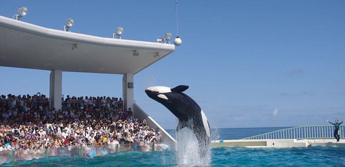 Empty The Tanks: A Movement To End Marine Mammal Captivity