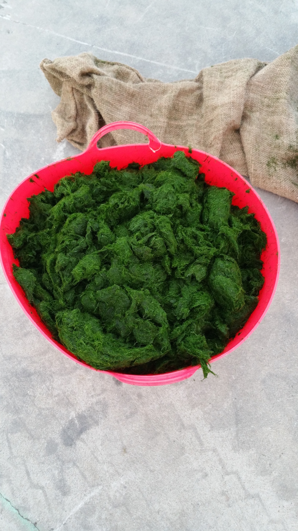 Pictured: Harvested Seaweed.