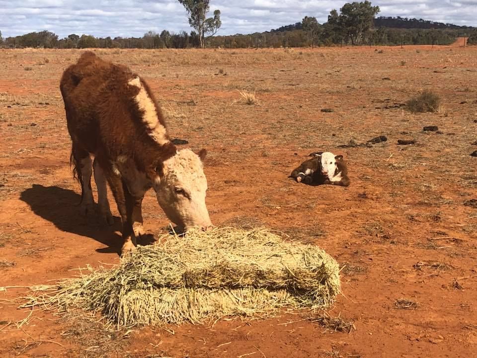 Pictured: Cow and calf in Aymagee, NSW. Credit: Alisa Keighran.