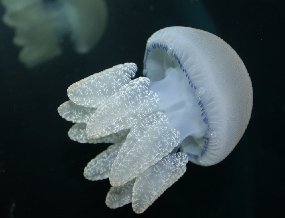 In full bloom: What jellyfish tell us about our oceans 