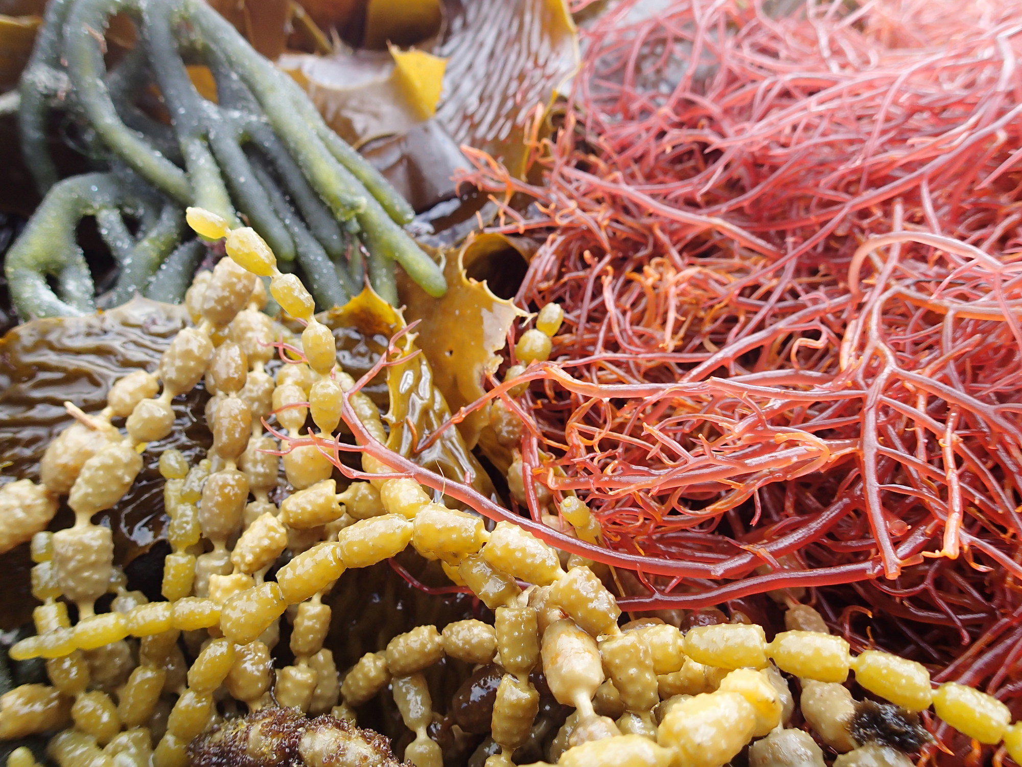 Pictured: Various seaweed varieties.